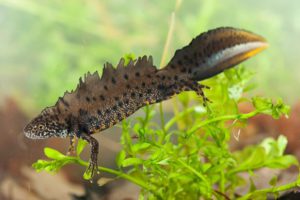 New approach to district level licensing for great crested newts
